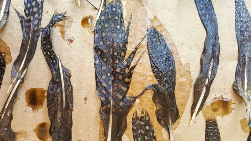 Leave the coffee dipped feather to air dry