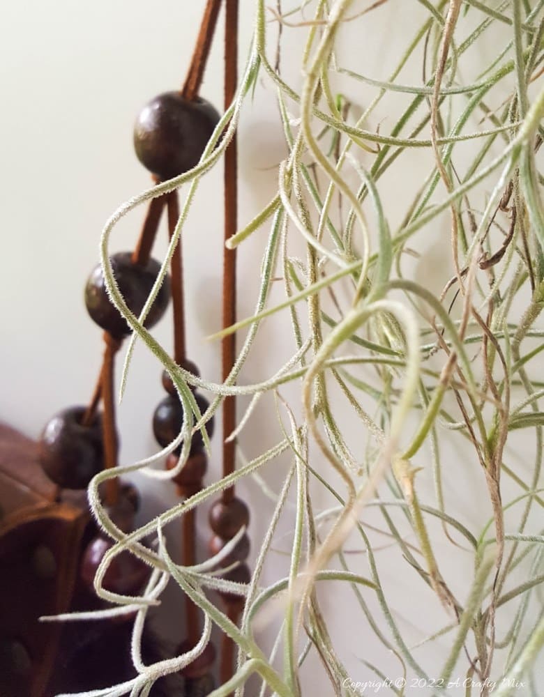 Do you enjoy making planters that serve a dual purpose? We sure do. I've been nurturing a rather large air plant for a while and wanted to make something that would put her center stage and add a little boho magic to our decor. And I think I may have done just that with this leather Tillandsia planter. Get the full tutorial here. #diyairplanter #AcraftyMix #livingwalldecor