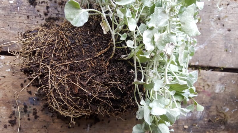 Add a beautiful Silver nickel vine to the "Not mushroom" fairy planter