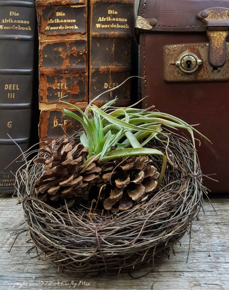 Do you enjoy making planters that serve a dual purpose? We sure do. I've been nurturing a rather large air plant for a while and wanted to make something that would put her center stage and add a little boho magic to our decor. And I think I may have done just that with this leather Tillandsia planter. Get the full tutorial here. #diyairplanter #AcraftyMix #livingwalldecor