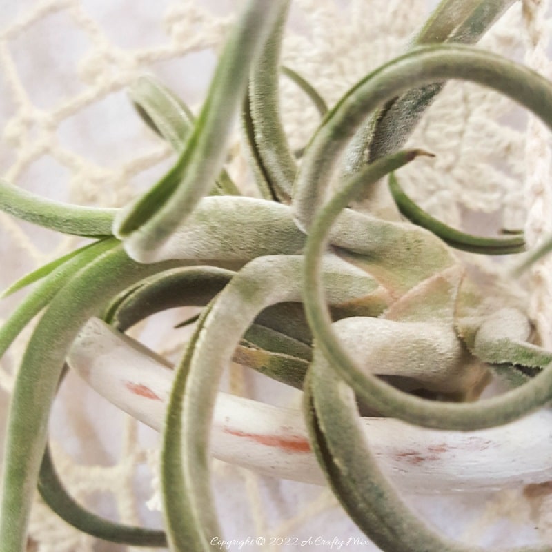 Looking for a charming way to incorporate plants in your d&eacute;cor? This repurposed doily air plant holder is quick and easy to make and can be hung anywhere to add a little natural greenery to your home. #ACraftyMix #BrokenTerraCotta #GreenWallDecor