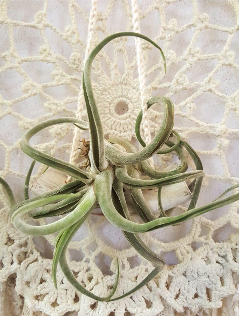 Looking for a charming way to incorporate plants in your d&eacute;cor? This repurposed doily air plant holder is quick and easy to make and can be hung anywhere to add a little natural greenery to your home. #ACraftyMix #BrokenTerraCotta #GreenWallDecor