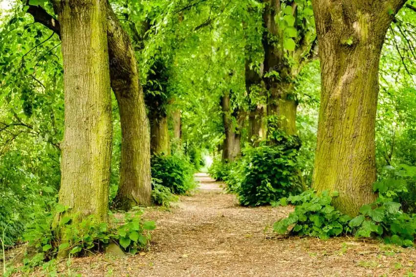 Forest scene downloaded from Envato.com