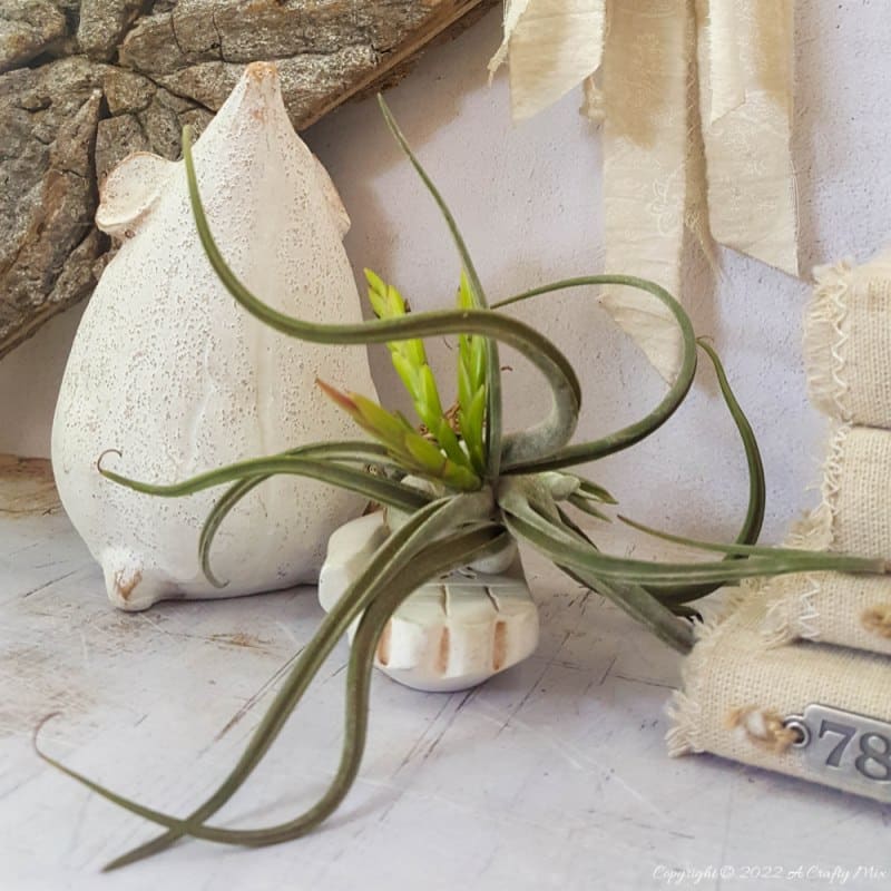 Looking for a charming way to incorporate plants in your d&eacute;cor? This repurposed doily air plant holder is quick and easy to make and can be hung anywhere to add a little natural greenery to your home. #ACraftyMix #BrokenTerraCotta #GreenWallDecor