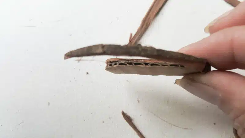 Use a thin strip of bark to disguise the front of the cardboard