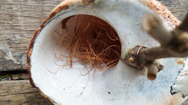 Add a tiny bit of coconut fiber to the bottom of the shell