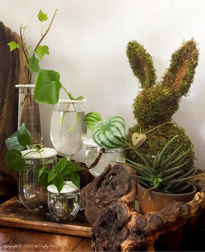 Looking for a creative way to root your plant cuttings? Make these DIY propagation discs in minutes and turn ordinary jars into eye-catching plant displays. They&rsquo;re perfect for gifting, personalizing, or adding a fresh touch to your windowsill garden.  Try different colors to match your home decor and watch your plant collection thrive.