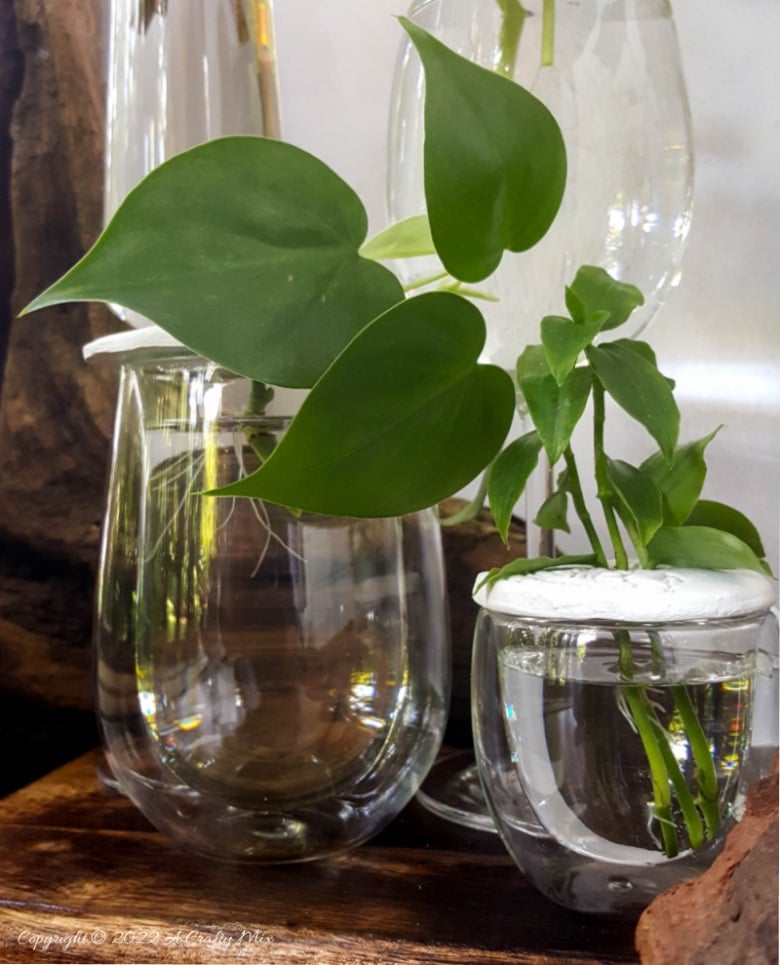 Looking for a creative way to root your plant cuttings? Make these DIY propagation discs in minutes and turn ordinary jars into eye-catching plant displays. They&rsquo;re perfect for gifting, personalizing, or adding a fresh touch to your windowsill garden.  Try different colors to match your home decor and watch your plant collection thrive.