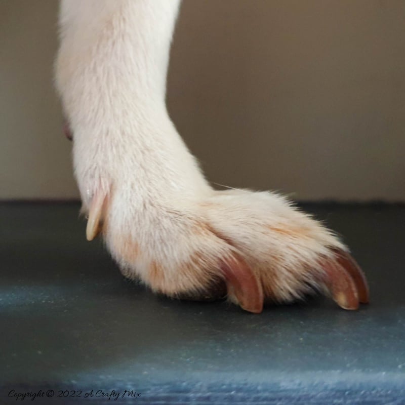 Wooden doggie stairs are perfect for helping fur babies get onto the couch or bed for cuddles. Whether you make your own or buy them online, this tutorial will show you how to transform them quickly and easily into something that both stylish and functional. #ACraftyMix