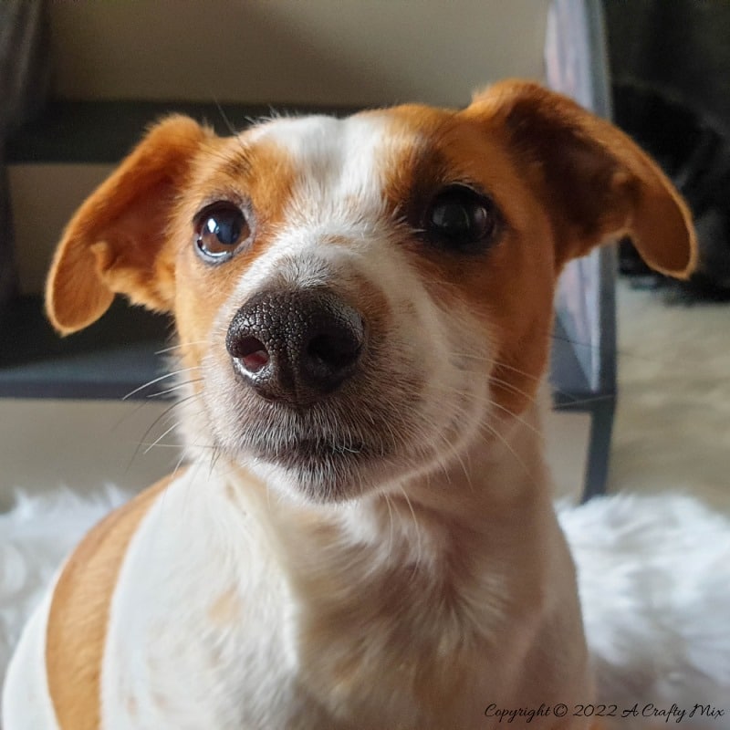 Wooden doggie stairs are perfect for helping fur babies get onto the couch or bed for cuddles. Whether you make your own or buy them online, this tutorial will show you how to transform them quickly and easily into something that both stylish and functional. #ACraftyMix