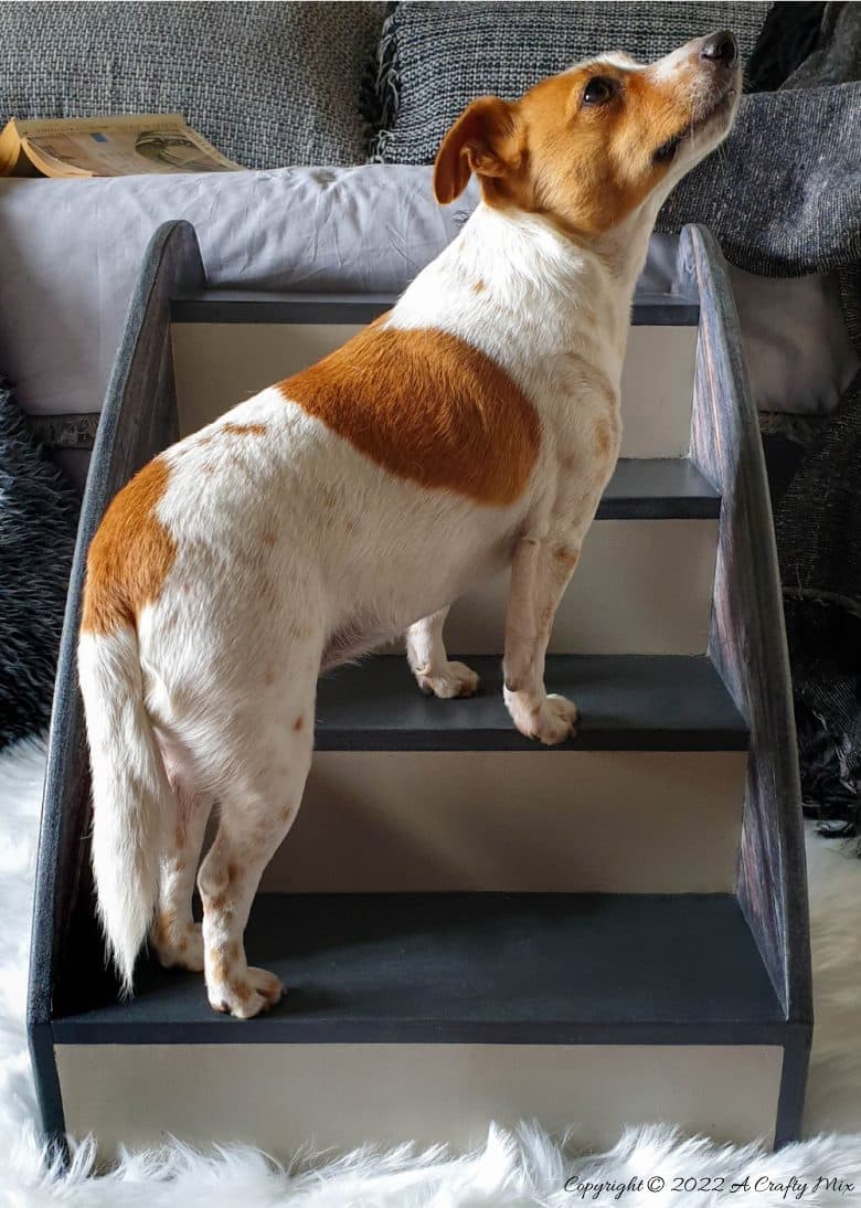 Wooden doggie stairs are perfect for helping fur babies get onto the couch or bed for cuddles. Whether you make your own or buy them online, this tutorial will show you how to transform them quickly and easily into something that both stylish and functional. #ACraftyMix