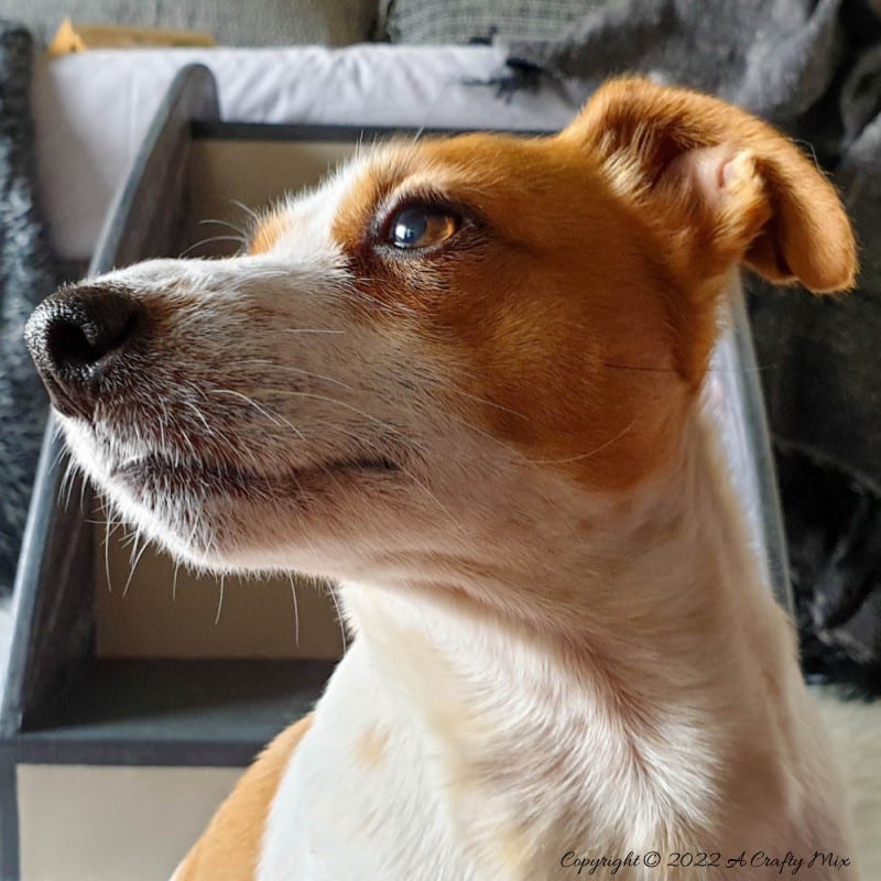 Wooden doggie stairs are perfect for helping fur babies get onto the couch or bed for cuddles. Whether you make your own or buy them online, this tutorial will show you how to transform them quickly and easily into something that both stylish and functional. #ACraftyMix