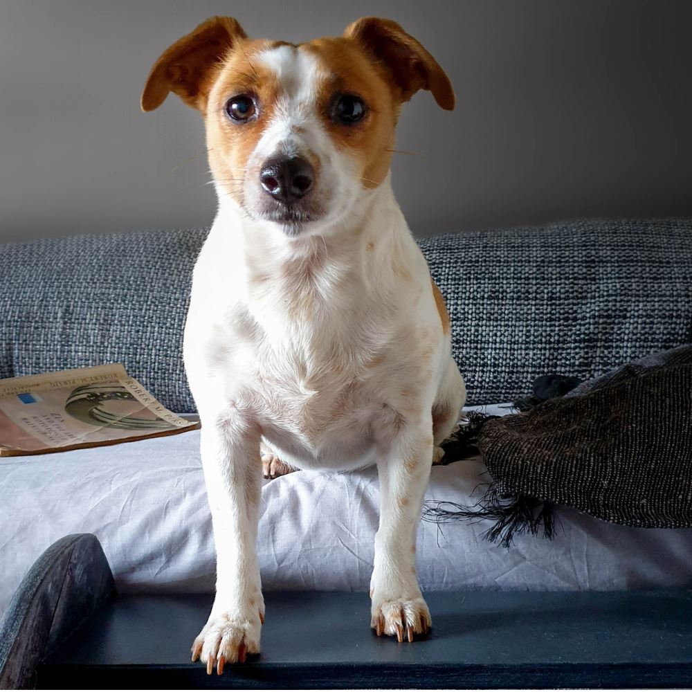 Wooden doggie stairs are perfect for helping fur babies get onto the couch or bed for cuddles. Whether you make your own or buy them online, this tutorial will show you how to transform them quickly and easily into something that both stylish and functional. #ACraftyMix