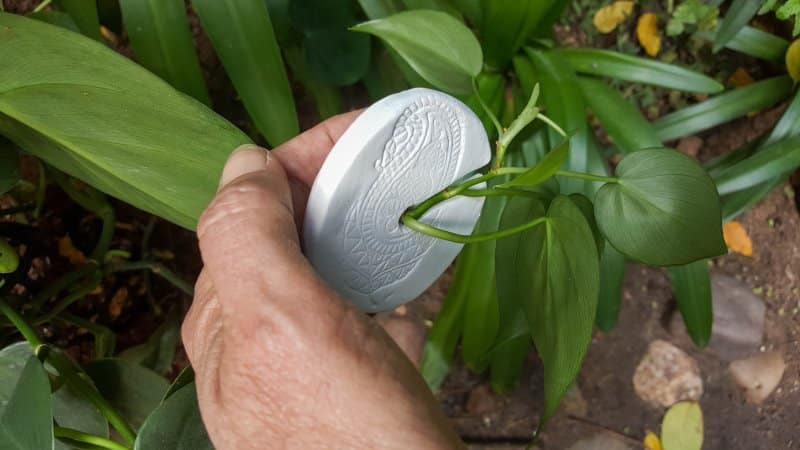 Insert the cutting into the hole in the propagation discs