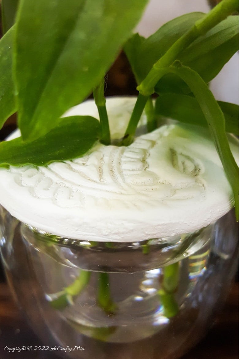 Looking for a creative way to root your plant cuttings? Make these DIY propagation discs in minutes and turn ordinary jars into eye-catching plant displays. They&rsquo;re perfect for gifting, personalizing, or adding a fresh touch to your windowsill garden.  Try different colors to match your home decor and watch your plant collection thrive.