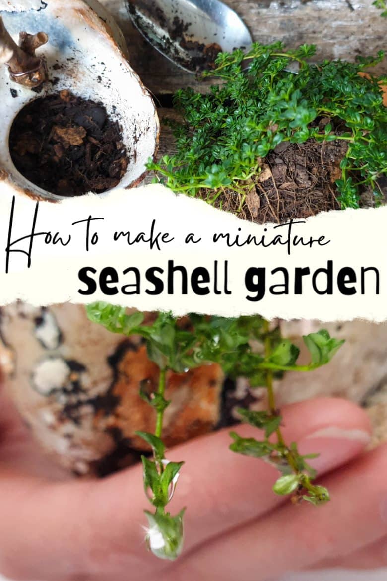 Making a teeny, tiny garden always puts things into perspective for me, and this miniature seashell garden is probably one of the smallest we&rsquo;ve made so far. Come see how we did it while we share tips on what plants you to use and how to prepare your seashell. #ACraftyMix