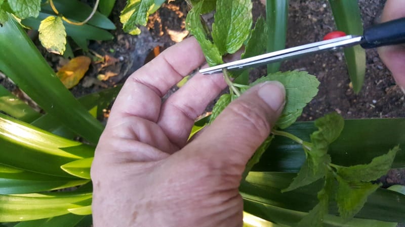 Each plant will differ, but the rule of thumb is to cut at least 12 cm (6&rdquo;) from the plant&rsquo;s stem and 1 cm (1/2&rdquo;) below a leaf node.
