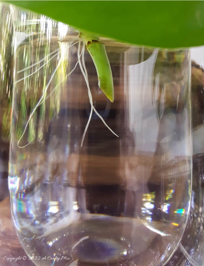 Looking for a creative way to root your plant cuttings? Make these DIY propagation discs in minutes and turn ordinary jars into eye-catching plant displays. They&rsquo;re perfect for gifting, personalizing, or adding a fresh touch to your windowsill garden.  Try different colors to match your home decor and watch your plant collection thrive.