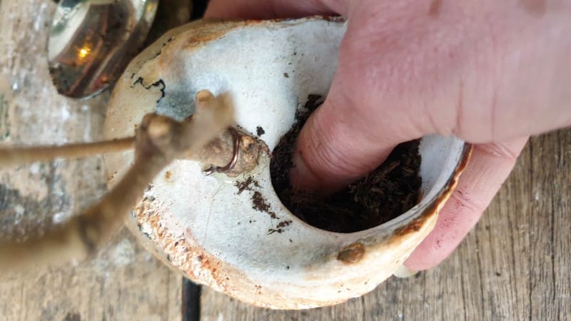 Fill the shell with well draining soil