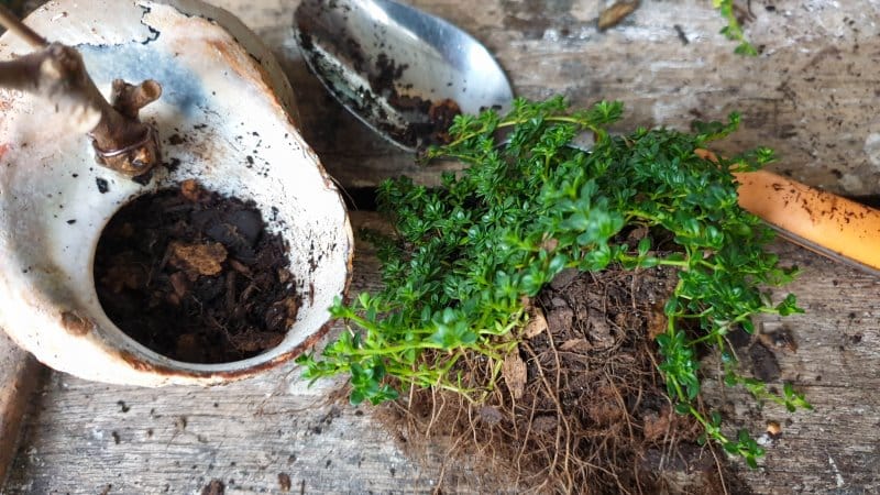 A tablespoon makes a great spade when planting in small areas