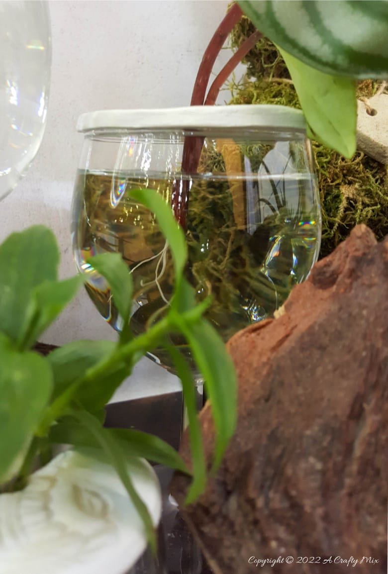 Looking for a creative way to root your plant cuttings? Make these DIY propagation discs in minutes and turn ordinary jars into eye-catching plant displays. They&rsquo;re perfect for gifting, personalizing, or adding a fresh touch to your windowsill garden.  Try different colors to match your home decor and watch your plant collection thrive.