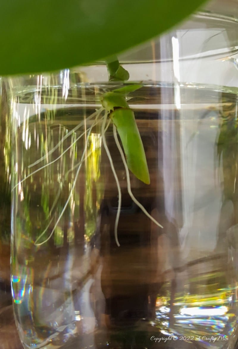 Looking for a creative way to root your plant cuttings? Make these DIY propagation discs in minutes and turn ordinary jars into eye-catching plant displays. They&rsquo;re perfect for gifting, personalizing, or adding a fresh touch to your windowsill garden.  Try different colors to match your home decor and watch your plant collection thrive.