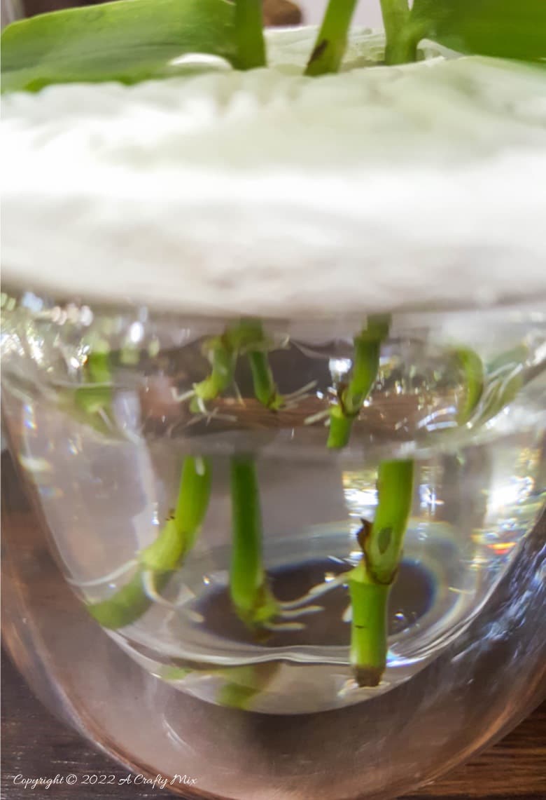 Looking for a creative way to root your plant cuttings? Make these DIY propagation discs in minutes and turn ordinary jars into eye-catching plant displays. They&rsquo;re perfect for gifting, personalizing, or adding a fresh touch to your windowsill garden.  Try different colors to match your home decor and watch your plant collection thrive.