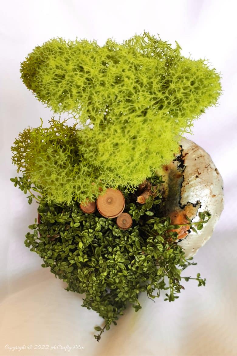 Making a teeny, tiny garden always puts things into perspective for me, and this miniature seashell garden is probably one of the smallest we&rsquo;ve made so far. Come see how we did it while we share tips on what plants you to use and how to prepare your seashell. #ACraftyMix
