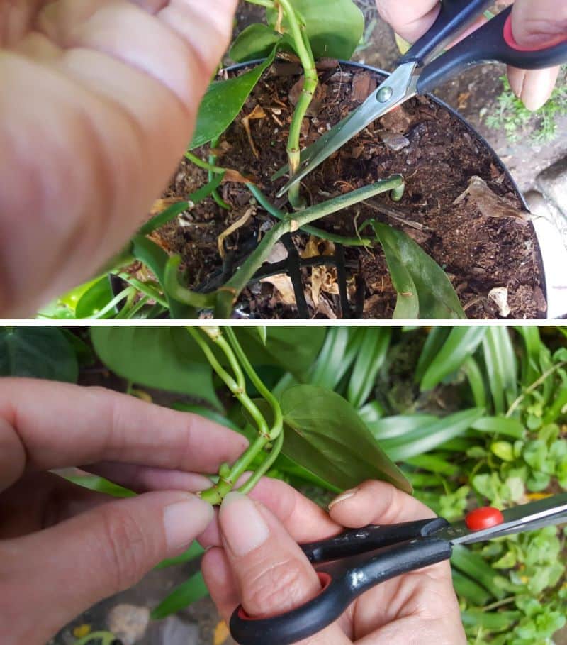 Each plant will differ, but the rule of thumb is to cut at least 12 cm (6&rdquo;) from the plant&rsquo;s stem and 1 cm (1/2&rdquo;) below a leaf node. 