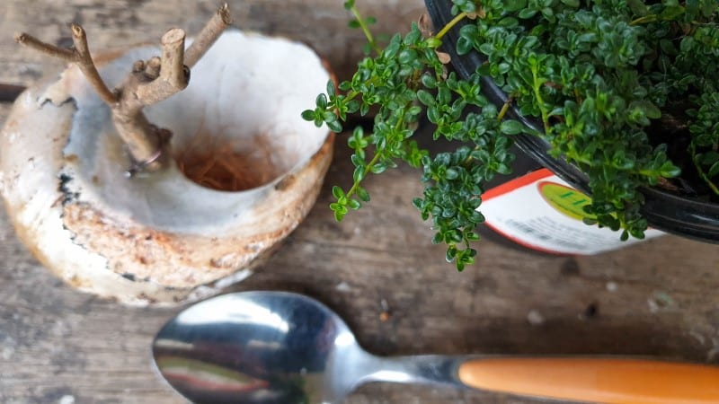 A tablespoon makes a great spade when planting in small areas