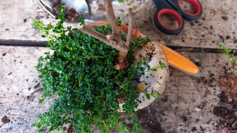 Planting in a seashell