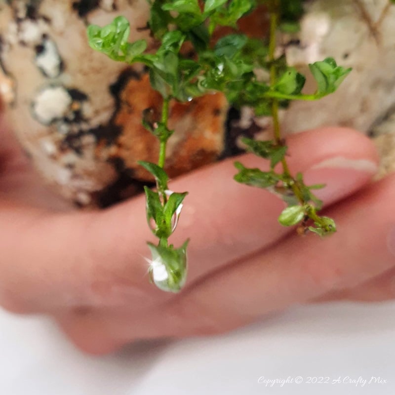 Making a teeny, tiny garden always puts things into perspective for me, and this miniature seashell garden is probably one of the smallest we&rsquo;ve made so far. Come see how we did it while we share tips on what plants you to use and how to prepare your seashell. #ACraftyMix