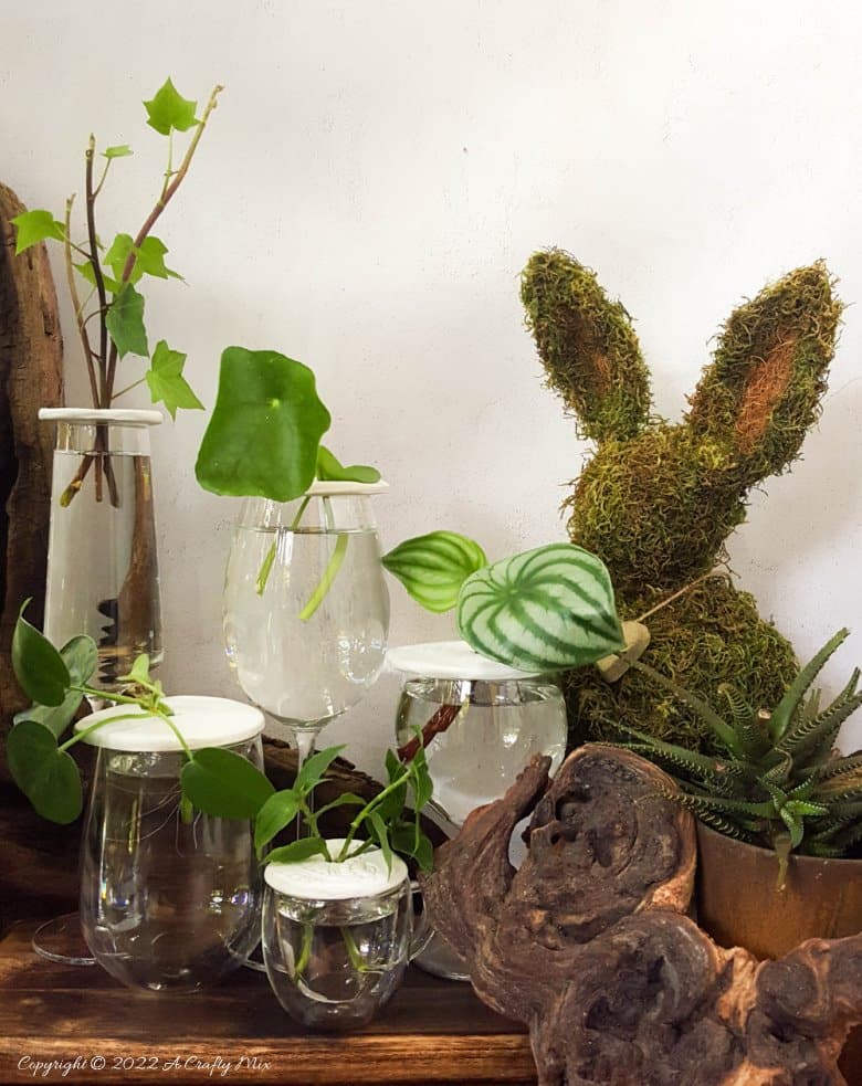 Looking for a creative way to root your plant cuttings? Make these DIY propagation discs in minutes and turn ordinary jars into eye-catching plant displays. They&rsquo;re perfect for gifting, personalizing, or adding a fresh touch to your windowsill garden.  Try different colors to match your home decor and watch your plant collection thrive.
