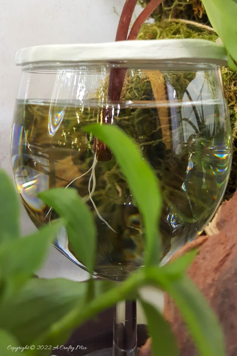 Looking for a creative way to root your plant cuttings? Make these DIY propagation discs in minutes and turn ordinary jars into eye-catching plant displays. They&rsquo;re perfect for gifting, personalizing, or adding a fresh touch to your windowsill garden.  Try different colors to match your home decor and watch your plant collection thrive.