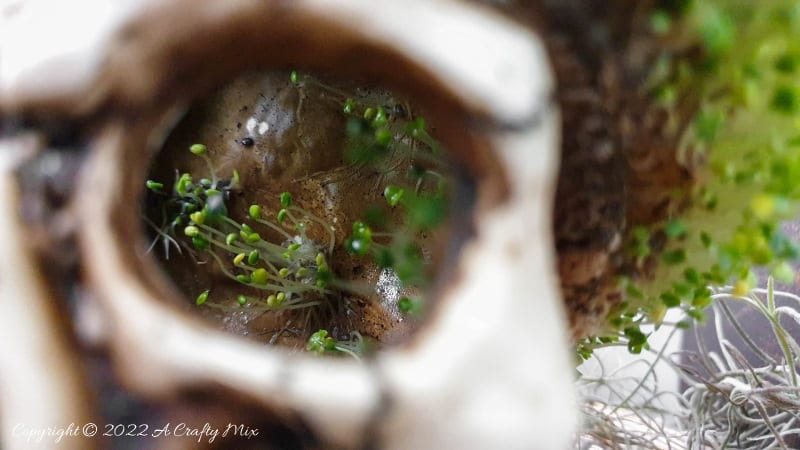 Looking for a unique DIY idea this spooky season? This chic and creepy Halloween seed skull only takes a few minutes to put together and it's budget-friendly too. #ACraftyMix #Halloween