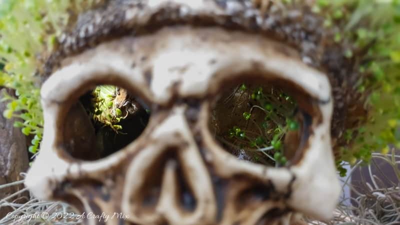 Looking for a unique DIY idea this spooky season? This chic and creepy Halloween seed skull only takes a few minutes to put together and it's budget-friendly too. #ACraftyMix #Halloween