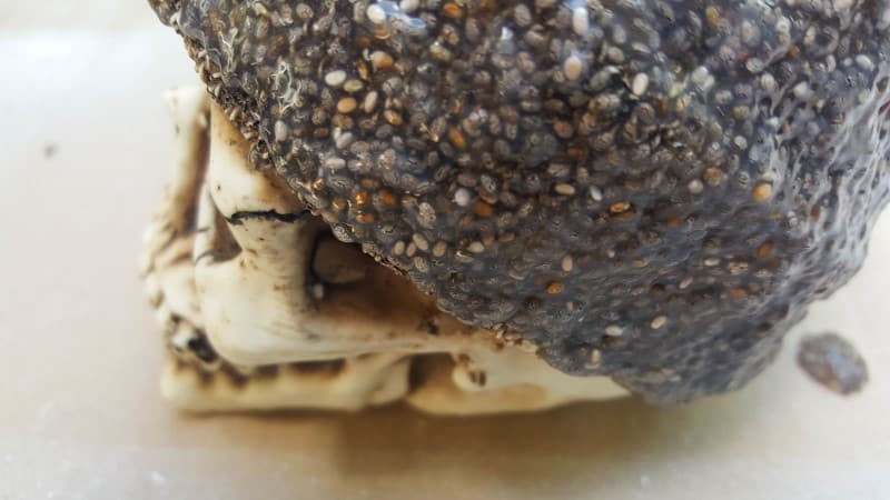 Cover all the areas on the skulls where you want the seeds to grow