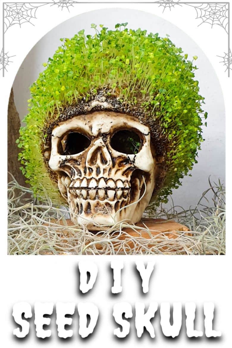 Looking for a unique DIY idea this spooky season? This chic and creepy Halloween seed skull only takes a few minutes to put together and it's budget-friendly too. #ACraftyMix #Halloween