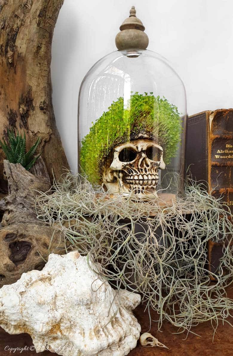 Looking for a unique DIY idea this spooky season? This chic and creepy Halloween seed skull only takes a few minutes to put together and it's budget-friendly too. #ACraftyMix #Halloween