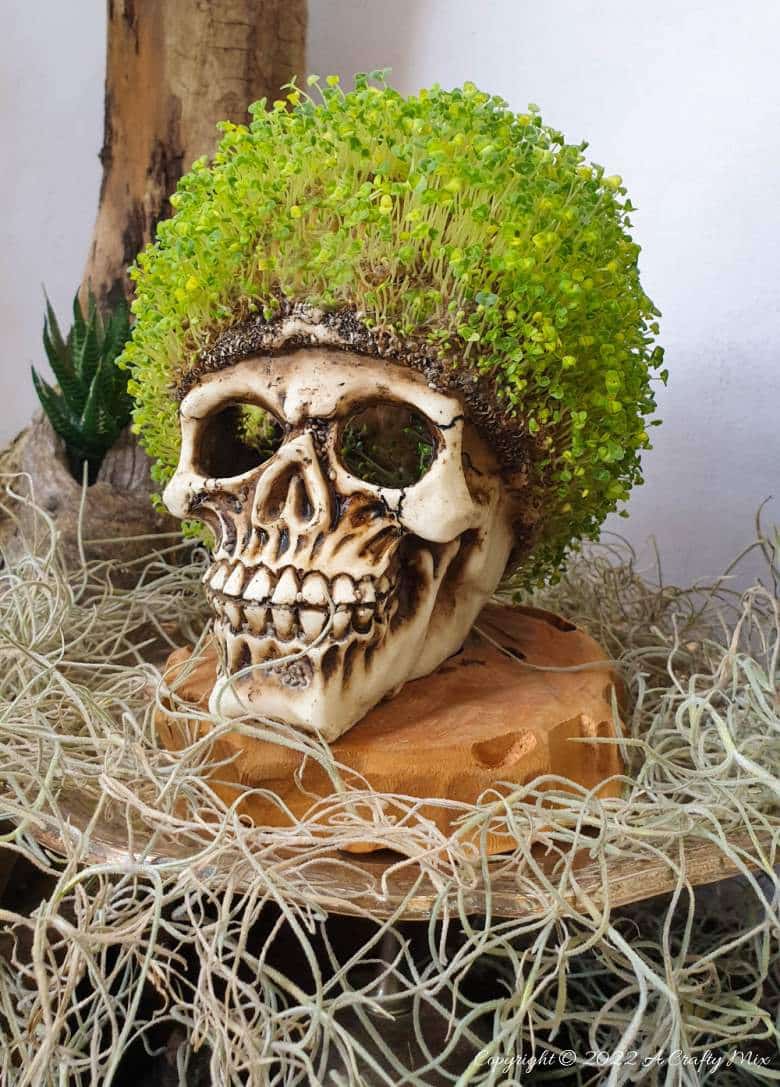 Looking for a unique DIY idea this spooky season? This chic and creepy Halloween seed skull only takes a few minutes to put together and it's budget-friendly too. #ACraftyMix #Halloween