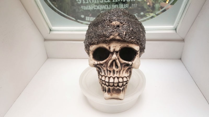 Place the seed skull in a warm sunny spot while the seeds sprout