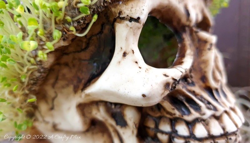 Looking for a unique DIY idea this spooky season? This chic and creepy Halloween seed skull only takes a few minutes to put together and it's budget-friendly too. #ACraftyMix #Halloween
