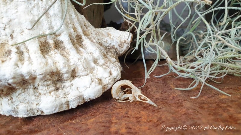 Looking for a unique DIY idea this spooky season? This chic and creepy Halloween seed skull only takes a few minutes to put together and it's budget-friendly too. #ACraftyMix #Halloween