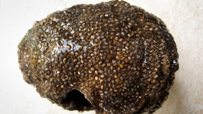 Spread the chia seeds evenly over the skull