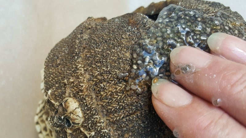 Use a spoon or your fingers to spread the chia seeds on the skull head