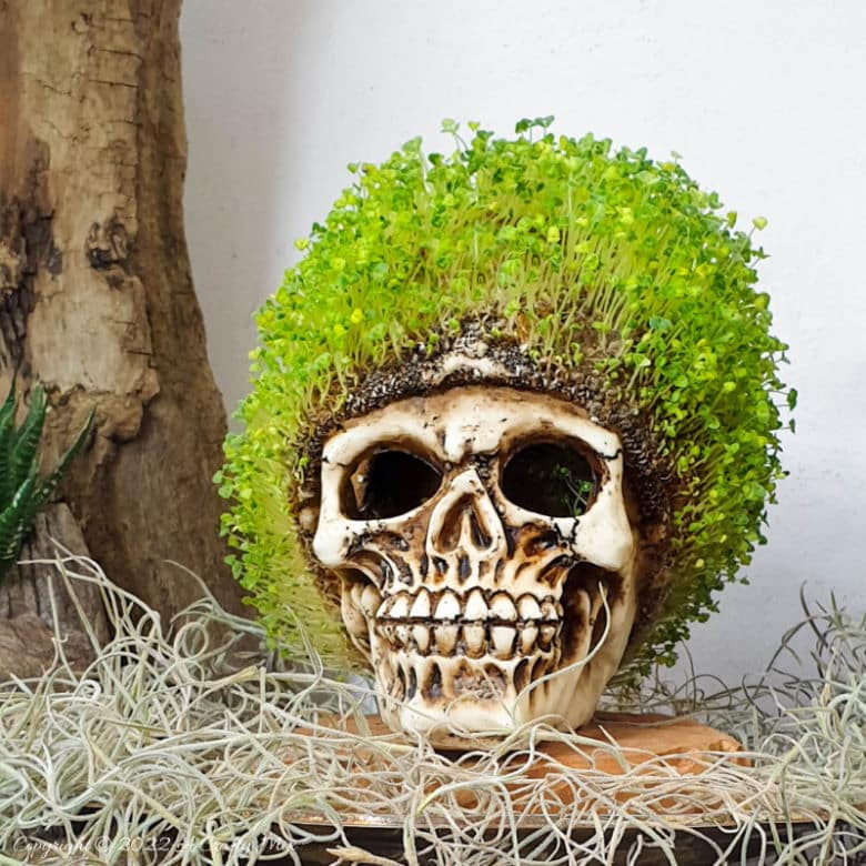 Looking for a unique budget-friendly DIY idea this spooky season? This chic and creepy Halloween seed skull only takes a few minutes to put together. Perfect for home decor or on a charcuterie board #ACraftyMix #Halloween