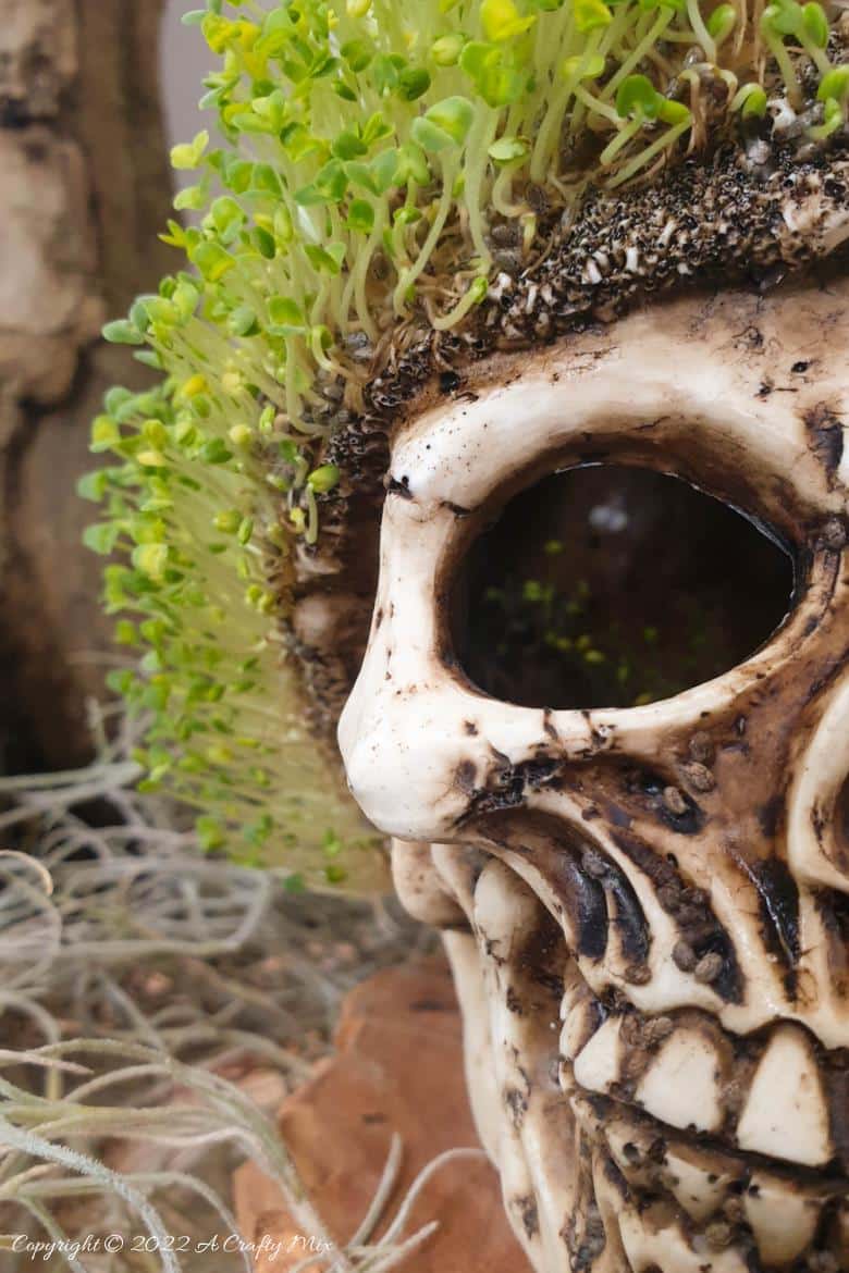Looking for a unique DIY idea this spooky season? This chic and creepy Halloween seed skull only takes a few minutes to put together and it's budget-friendly too. #ACraftyMix #Halloween