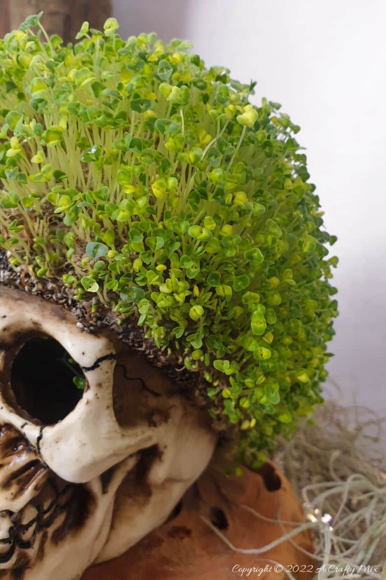 Looking for a unique DIY idea this spooky season? This chic and creepy Halloween seed skull only takes a few minutes to put together and it's budget-friendly too. #ACraftyMix #Halloween