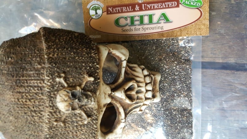 What you need to make the growing Halloween seed skull