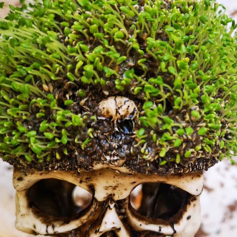 Looking for a unique DIY idea this spooky season? This chic and creepy Halloween seed skull only takes a few minutes to put together and it's budget-friendly too. #ACraftyMix #Halloween